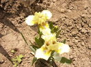 Iris Dixie Pixie-pitic-