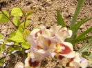 Iris Cherry Spot-pitic-