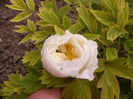 Bujor suffruticosa alb