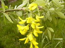 Laburnum