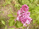 Syringa vulgaris Prince Wolkonski