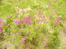 Syringa patula Miss Kim