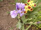 Irisi pitici