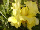Iris Pride of Irland
