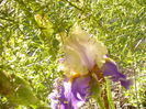 Iris Dream of you