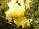 Iris Pride of Ireland