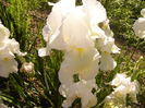 Iris Lacy Snowflake