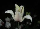 Tulipa Blushing Lady (2015, April 27)