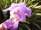 Iris Palida
