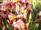 Iris Indian Chief