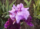 Iris Blue Bird Wine