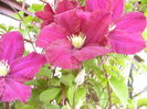 Clematis Warszawska Nike