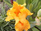 Iris Sky Fire