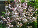 malus Rudolph
