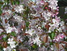 malus Rudolph