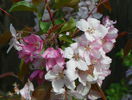 malus Rudolph
