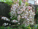 malus Rudolph