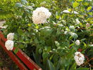 viburnum carlcephalum