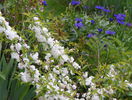 prunus gland. Alba Plena
