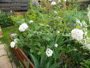 viburnum carlcephalum