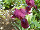 Bloodstone