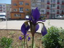 iris de balta [papurica]