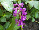orchis morio