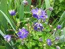 aquilegia Clementine Blue