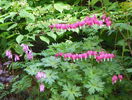 dicentra spectabilis