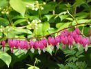 dicentra spectabilis