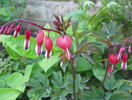 dicentra Valentine
