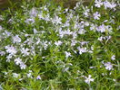 phlox sub. Early Spring Lavender
