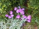 phlox sub. Early Spring Light Pink