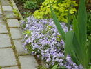 phlox sub. Emerald Blue