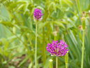 allium Purple Sensation