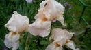 IMG_20150510_004434