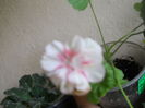 DSCN7556