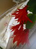 DSCN7577