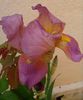 IMG_20150507_143705-1
