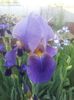 Blue Ritm