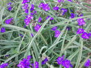 tradescantia