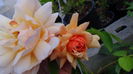 DSC02324[1]