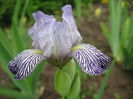 iris  variegata reginae