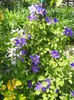 Clematis