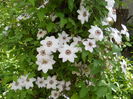 Clematis Miss Bateman