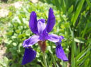 Iris sibirica?