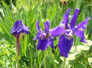 Iris sibirica?