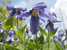 Clematis integrifolia