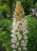 Eremurus?
