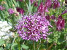 Allium